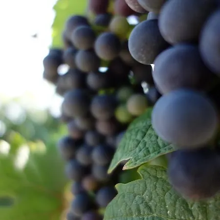 아파트 Antjes 플론하임