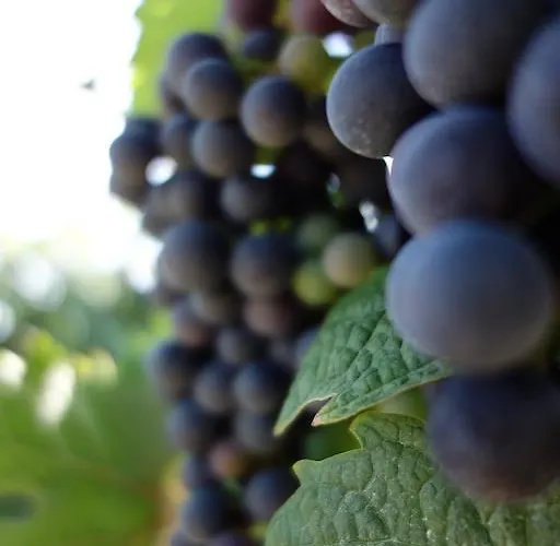 דירה Antjes פלונהיים